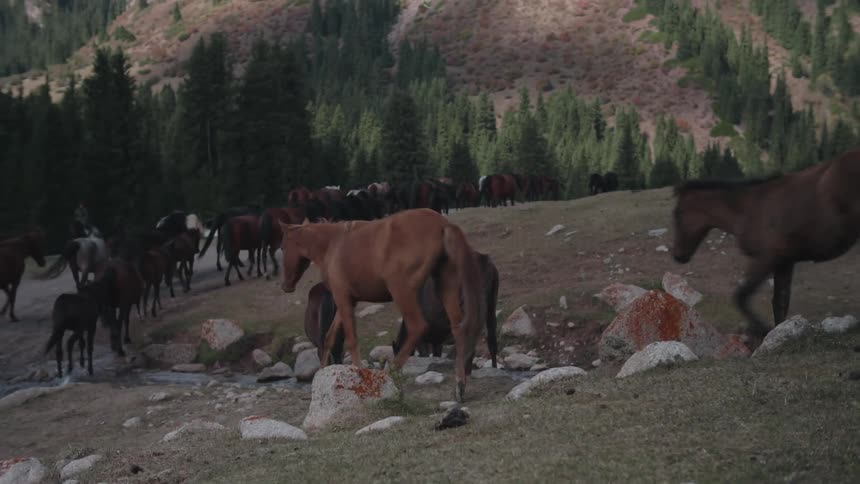 A large herd of horses walk in line around the mountain