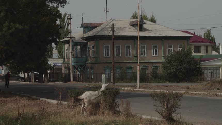 A tied goat eating plant leaves by the side of the road during the day