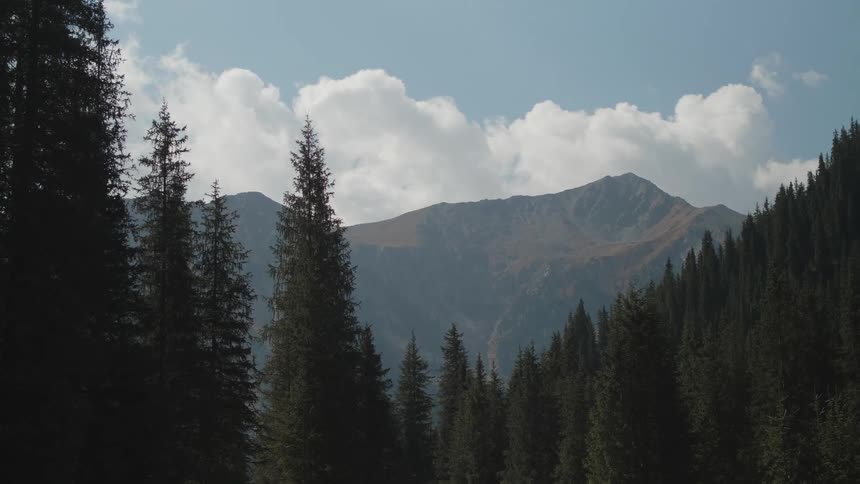 A pine tree covered area in front of a mountain beneath blue skies
