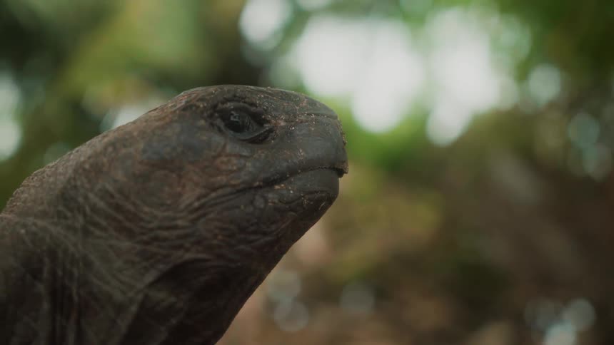 Closeup of a turtles head in the forest