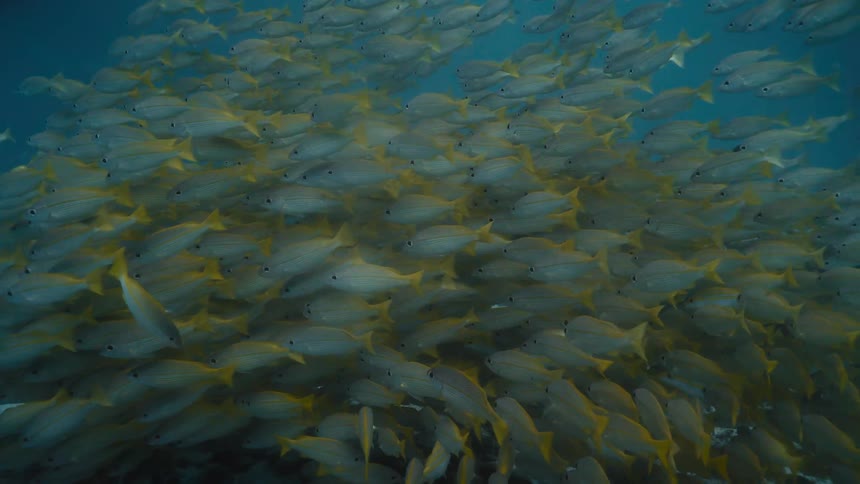 School of fish underwater beneath the reef