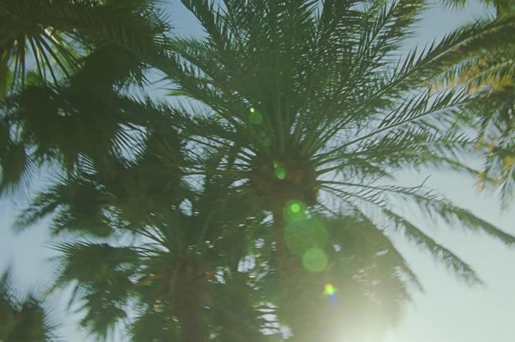 Upward view of tropical palm trees against a clear blue sky