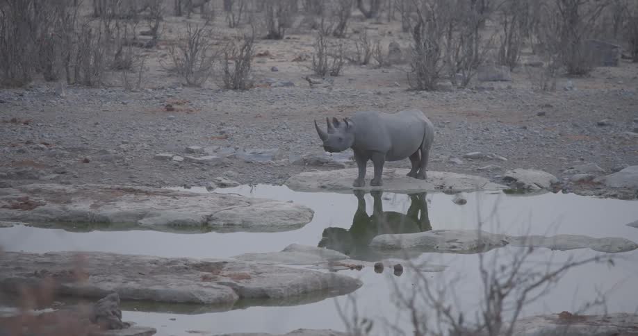 Small rhinoceros next to a lake in the middle of the jungle
