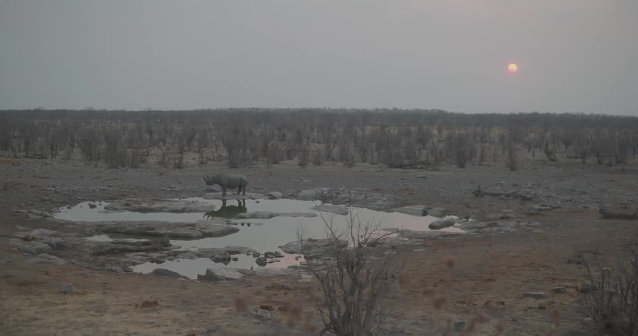 An elephant stands in a small pond in a grassland surrounded by plants