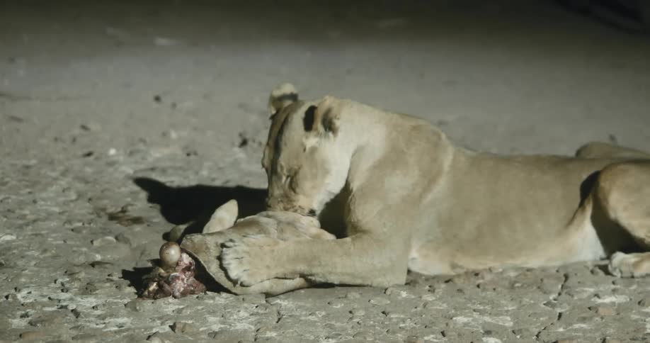 Wild lioness eating a prey in the wilderness at night
