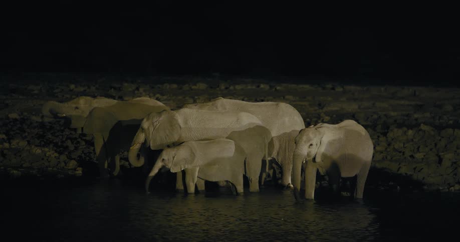 A herd of elephants drinks from a pond at night under the moonlight