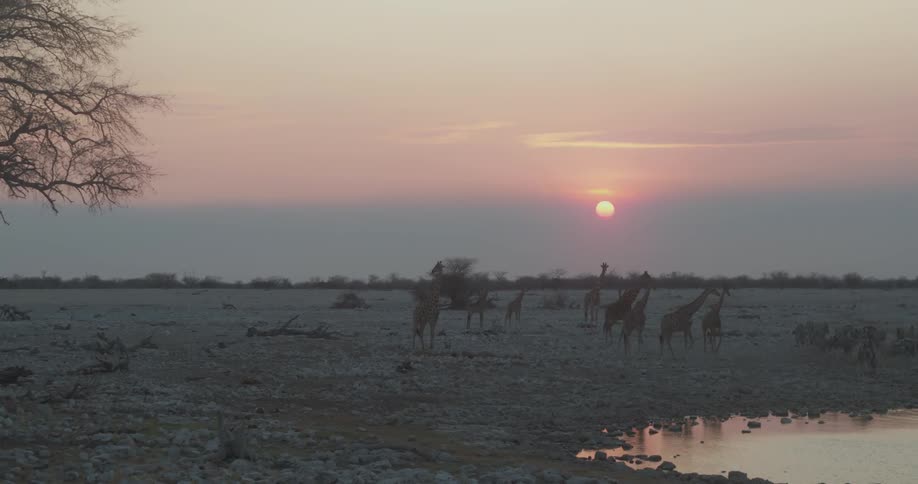 Wild animals and giraffes walking in the jungle with the sun rising on the horizon