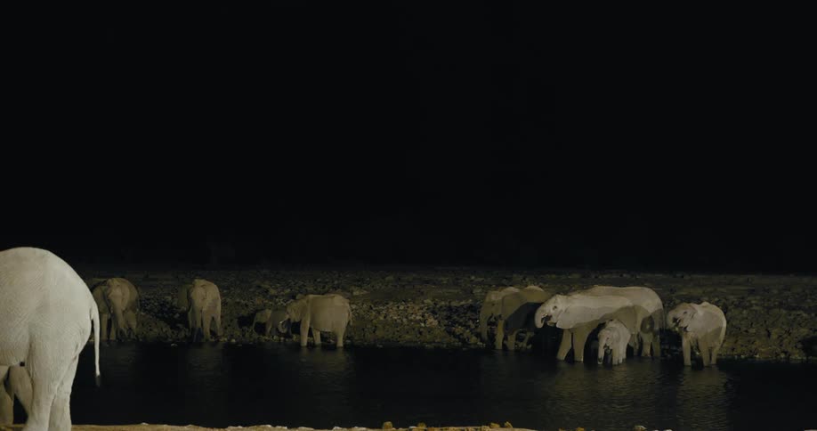 A herd of elephants drinks water at night under the moonlight