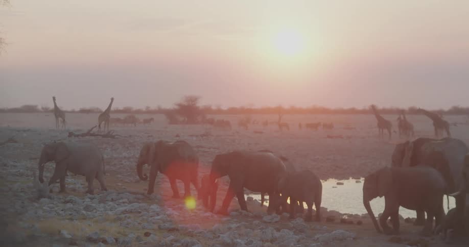 At sunset a herd of elephants walks by a small lake with giraffes in the background