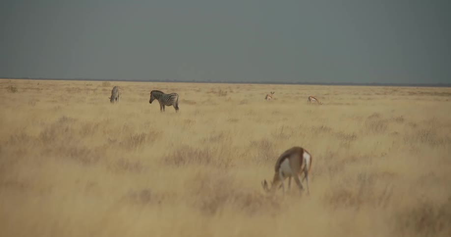Zebras and wildlife in the jungle on a cloudy day with no clouds in the sky