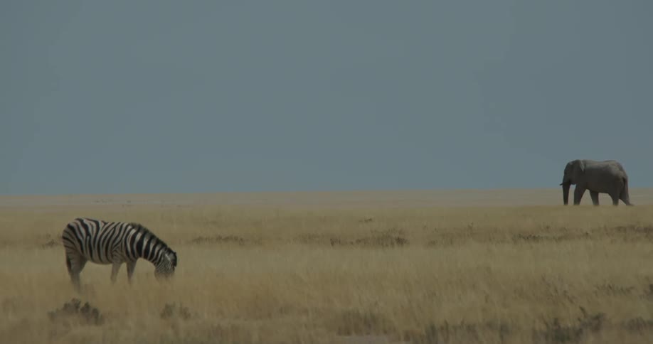 Zebra and elephant grazing in the savanna