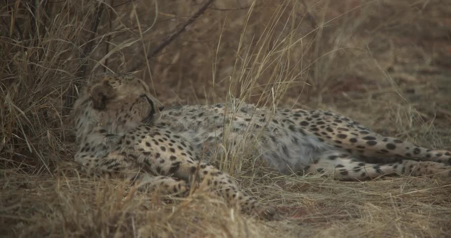 Cheetah resting on the grassland in the savanna