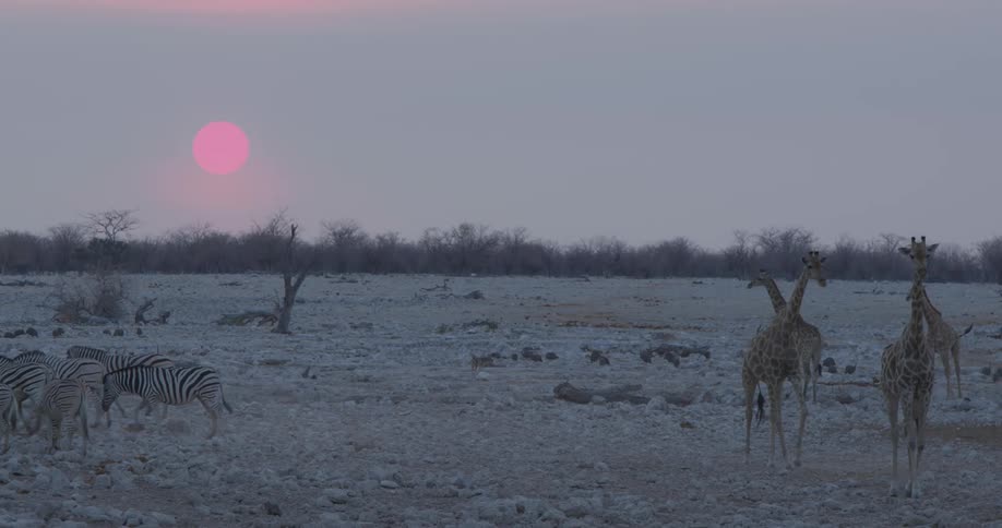 Some zebras and giraffes in a savannah walking