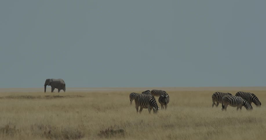 Herd of elephants on the grasslands in the savanna