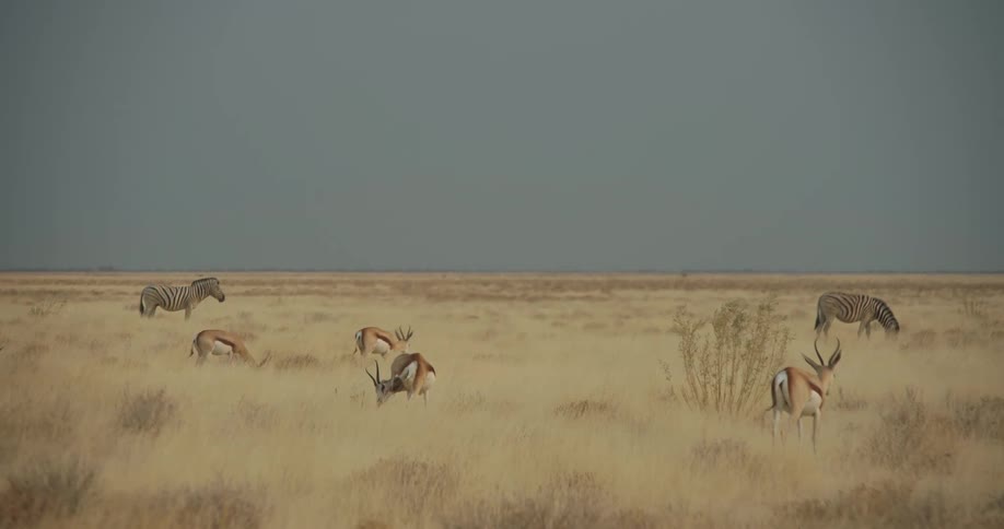 Wild animals such as impalas and zebras in the jungle