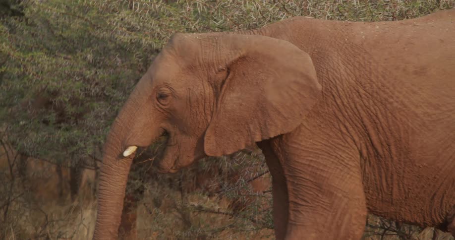 An elephant is walking and eating grass that is in its mouth
