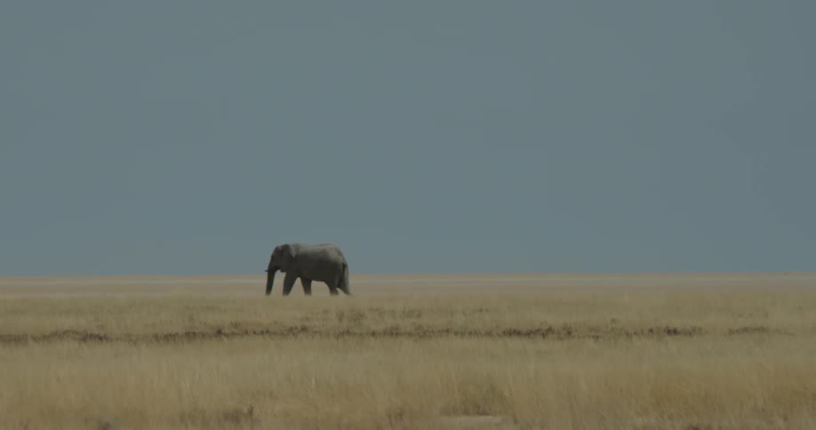 Elephant walking through the jungle on a day with a cloudless blue sky