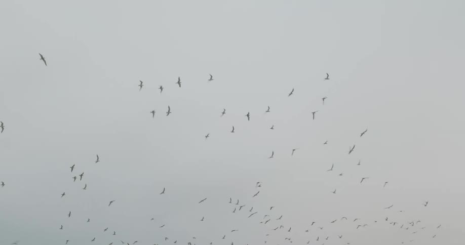 Flock of birds flying across the sky on a cloudy day