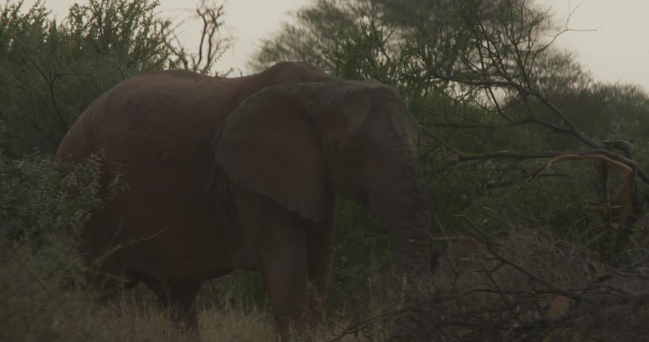African elephant stands in the field