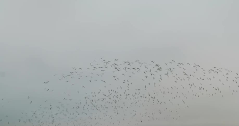 Flock of birds flying in the sky