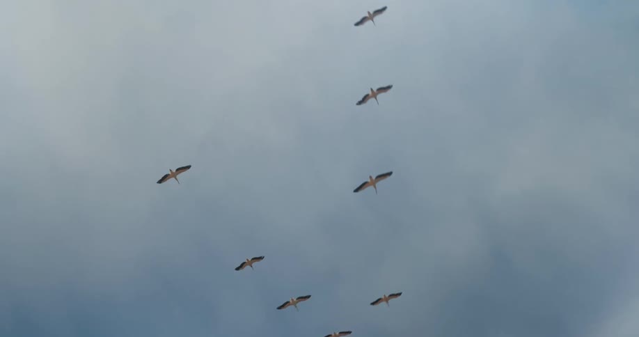 Flock of birds flying in the sky