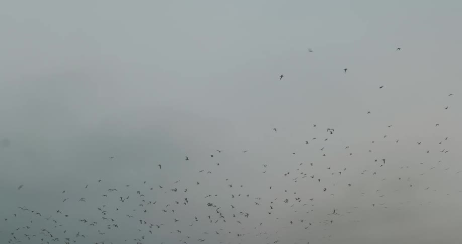 View of the sky with birds flying in a flock