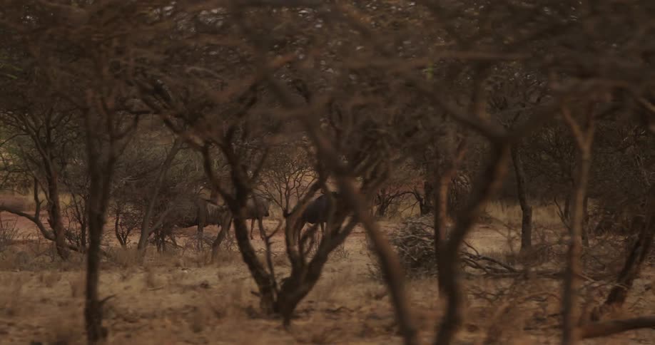 African buffalo stand under the trees in the african savanna