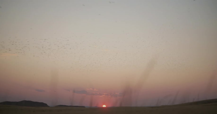 A flock of birds fly past the rising sun