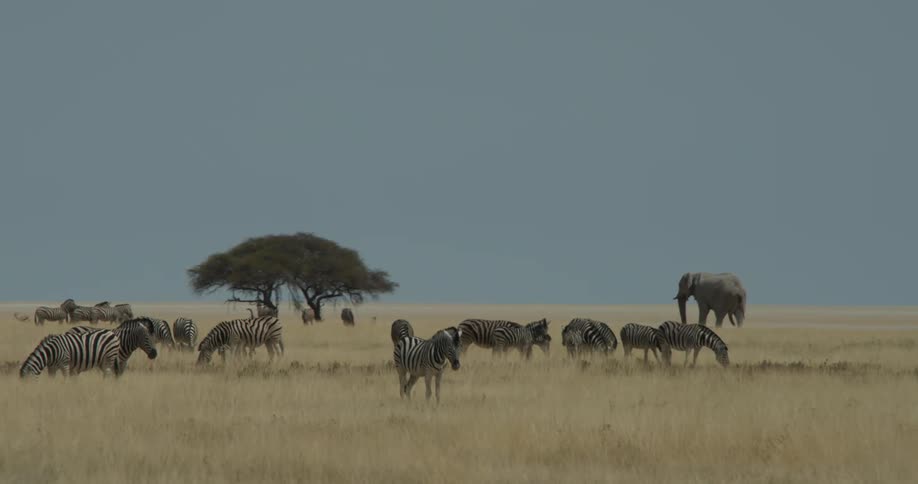 Zebras elephants and other wild animals in the heart of the jungle on a day with a cloudless blue sky
