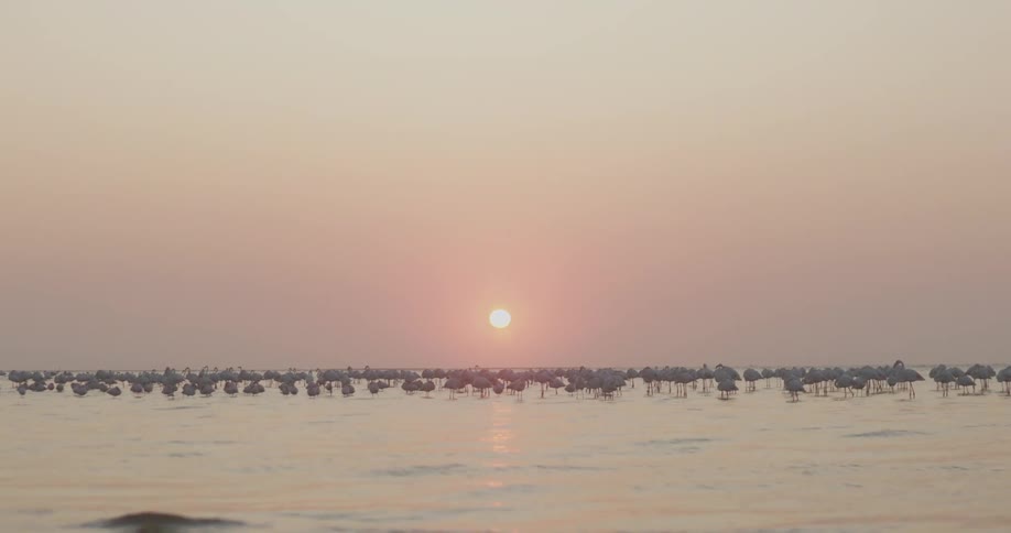 A flock of flamingos stands in the shallow water of a lake at sunset