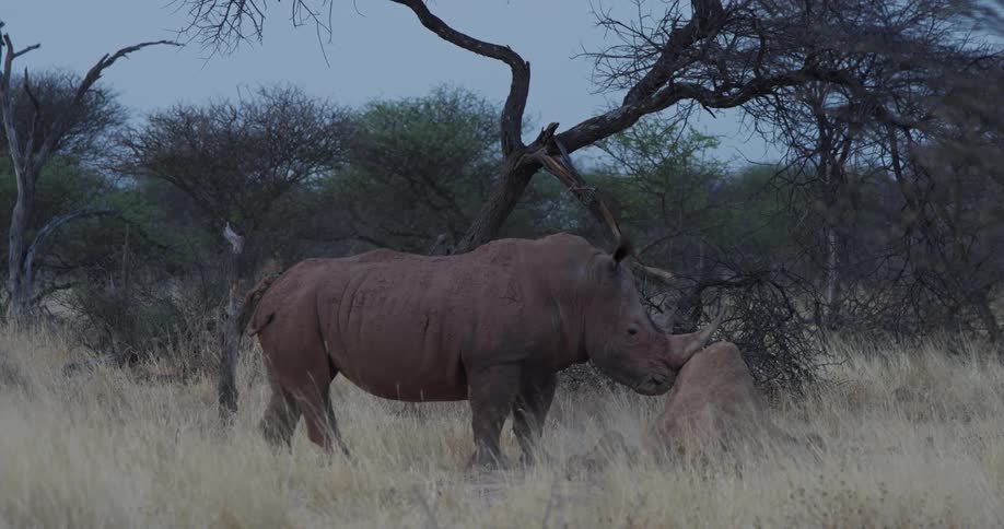 A rhino placing its face next to a rock in a savannah