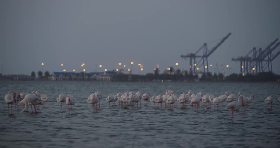 Flock of pink flamingos in walvis bay namibia