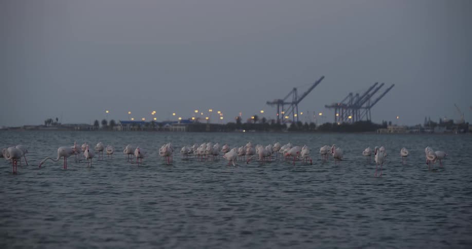 A flock of flamingos stands in the shallow water of a lake
