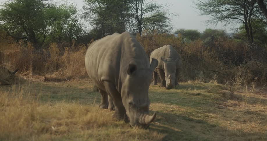 Two rhinos graze in field on sunny day