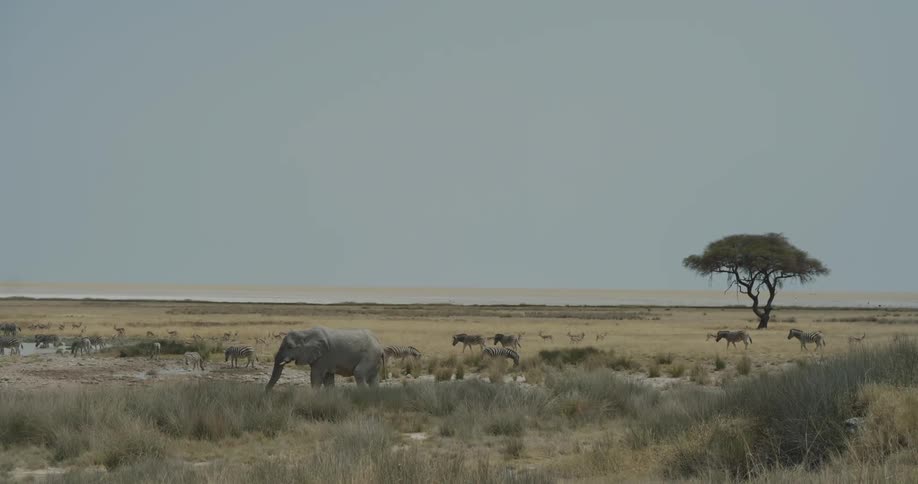 An elephant and some zebras walking in the savannah