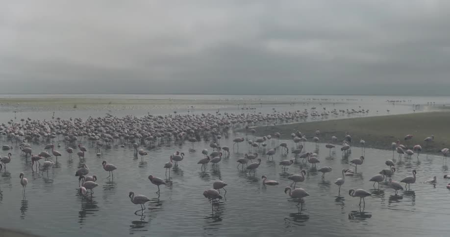 Flock of flamingos on the coast on cloudy overcast day