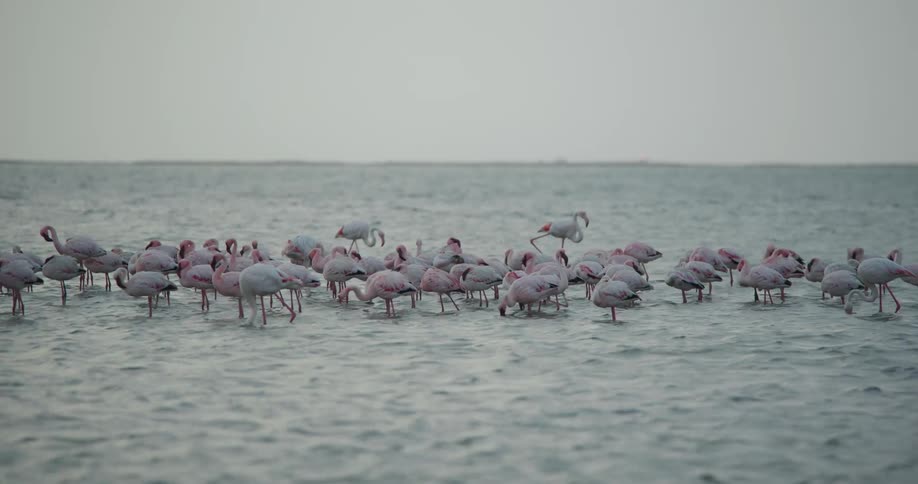 A flock of flamingoes standing in a lake