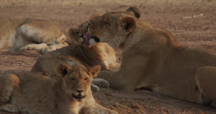 A pride of lions lying in the savanna during the day