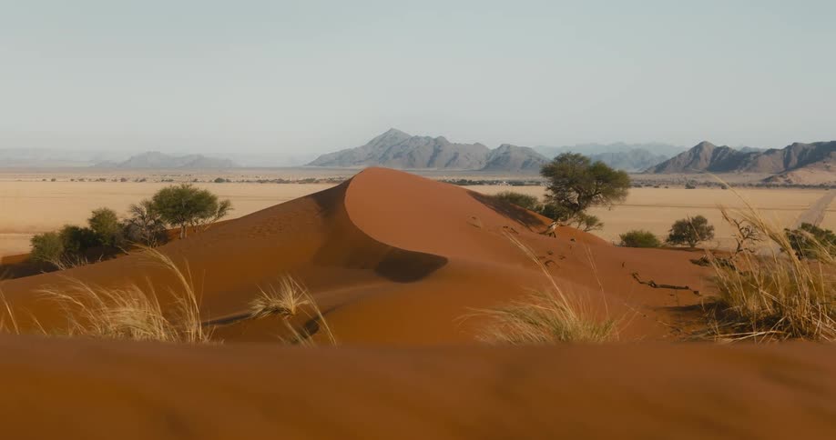 Plants growing on a sand dune in the desert next to the mountains
