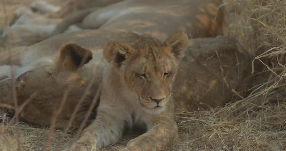 Lions resting in the savannah