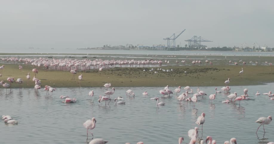 Flock of pink flamingos on the coast next to a pier