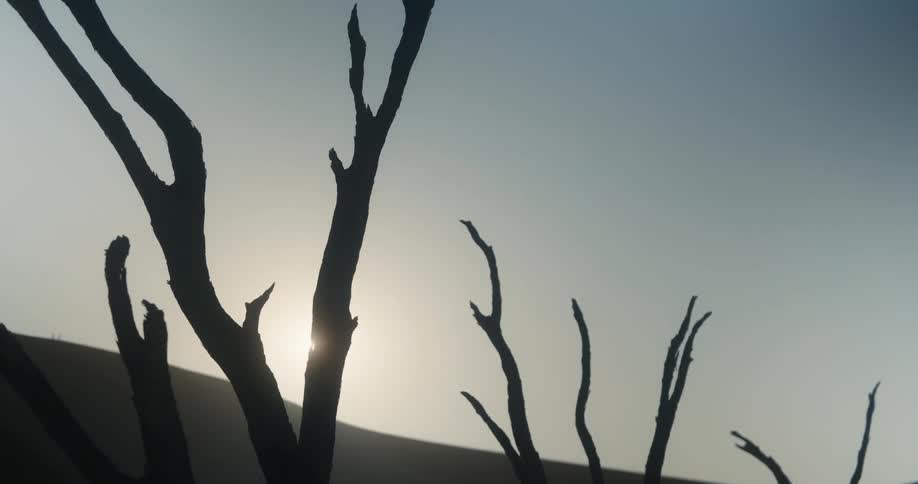 View of dry trees in the desert with the sun passing through a blue sky
