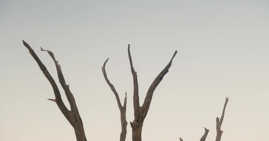 The branches of a dead tree against the sky