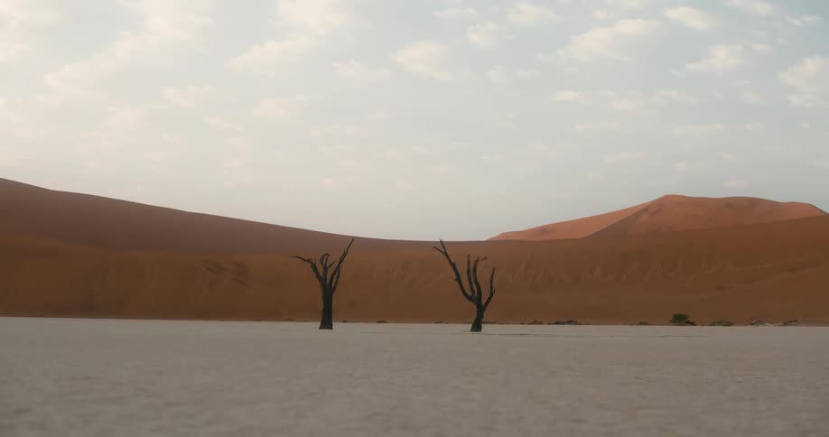 Dry trees in a flat landscape with dunes in the desert