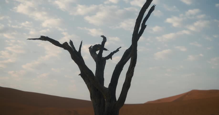 Dead tree next to the sand dunes in the desert