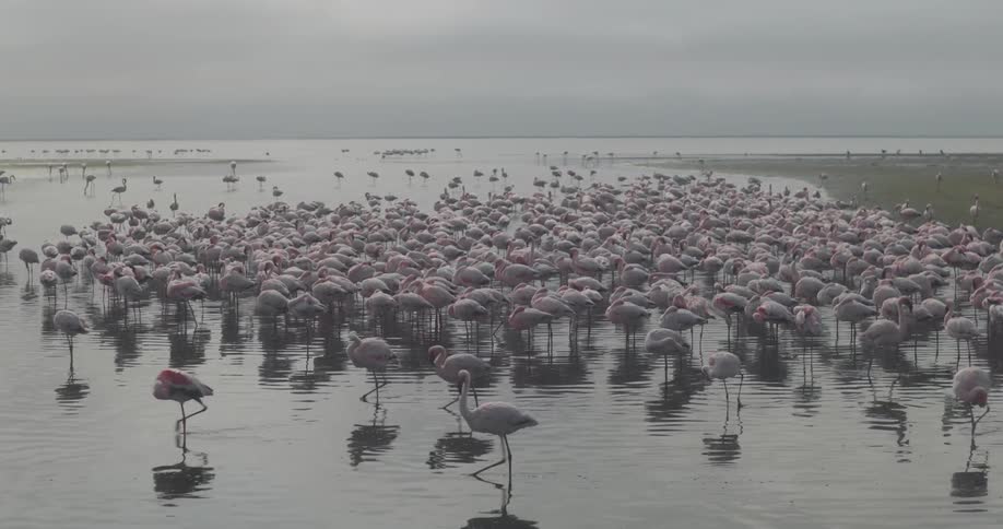 View other draftsa flock of flamingos stands in the shallow water of a lake their pink plumage reflecting in the still surface