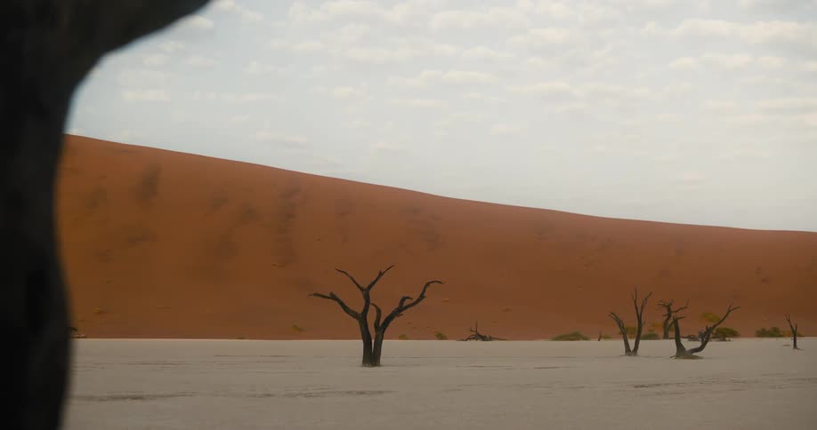 Dead trees in front of sand dunes in the desert