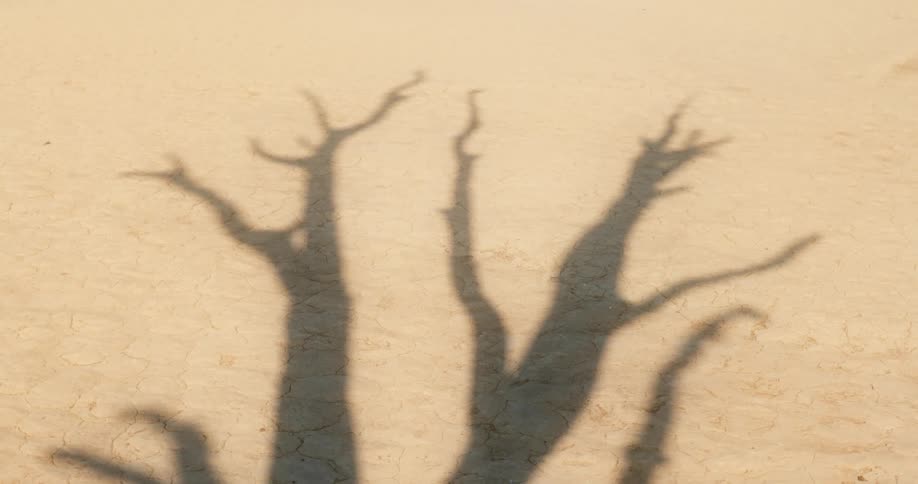 Shadow of a dead tree in the desert