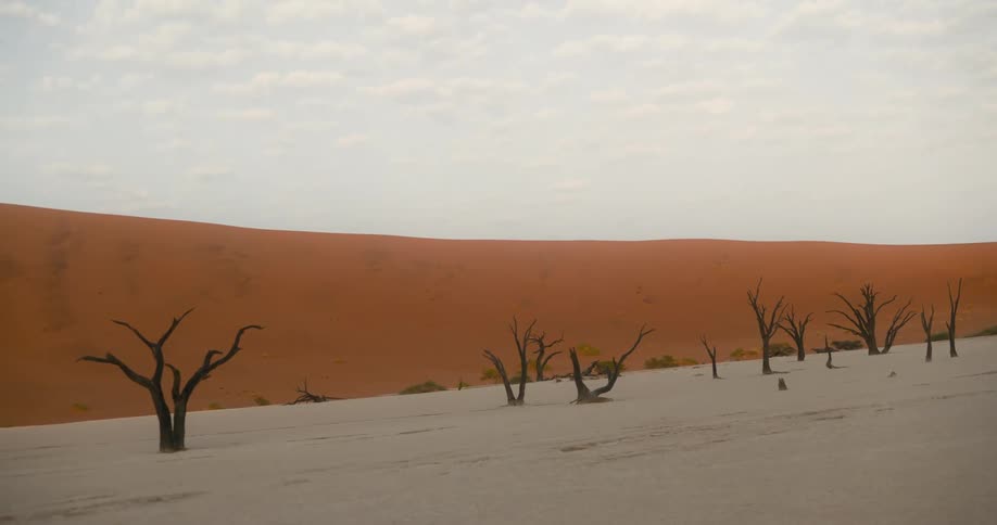 View of desert trees amid barren soil