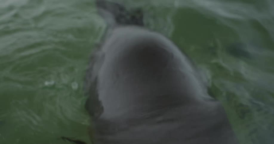 Sea lion on the surface of the sea